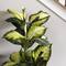 3.3ft. Potted Artificial Green & White Dumb Cane Tree